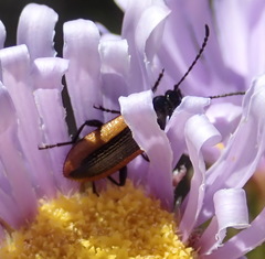 Neoeutrapela unifasciata