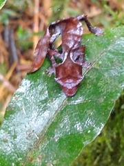 Uroplatus phantasticus