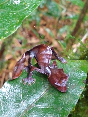 Uroplatus phantasticus