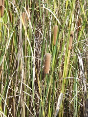 Typha orientalis