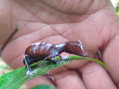 Uroplatus phantasticus
