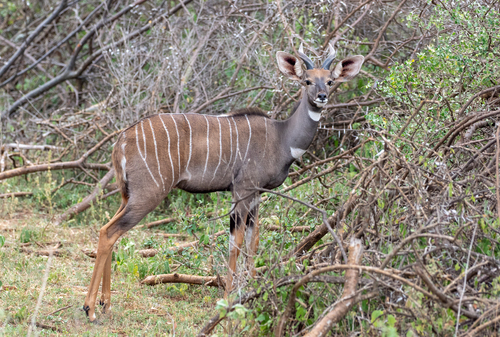 Lesser Kudu