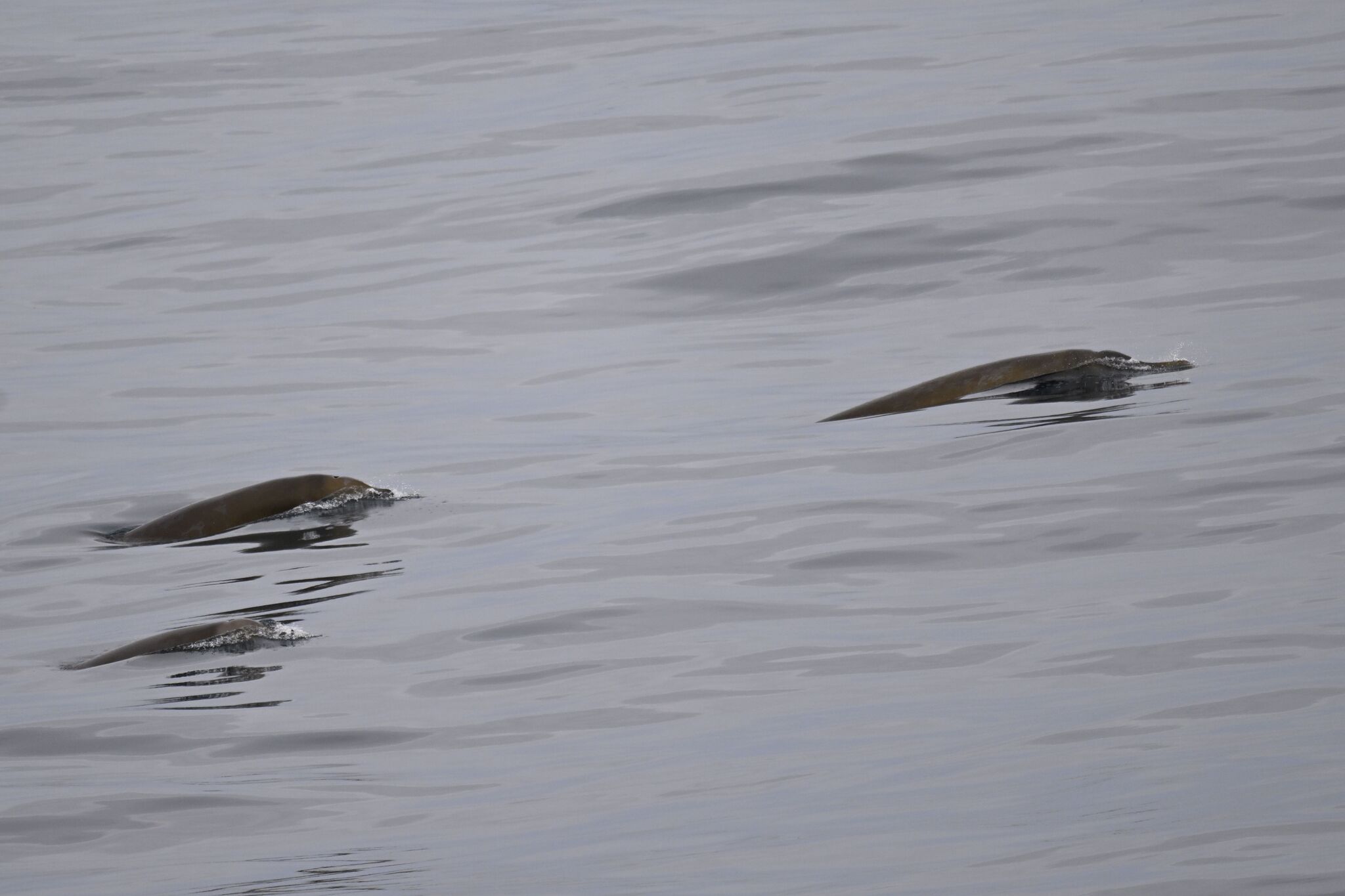 Mesoplodon layardii