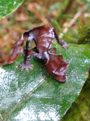 Uroplatus phantasticus
