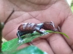 Uroplatus phantasticus