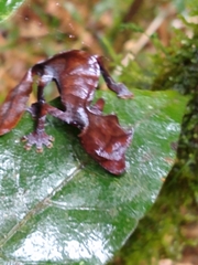 Uroplatus phantasticus