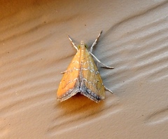 Xanthophysa psychicalis