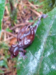 Uroplatus phantasticus