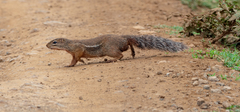 Euxerus erythropus