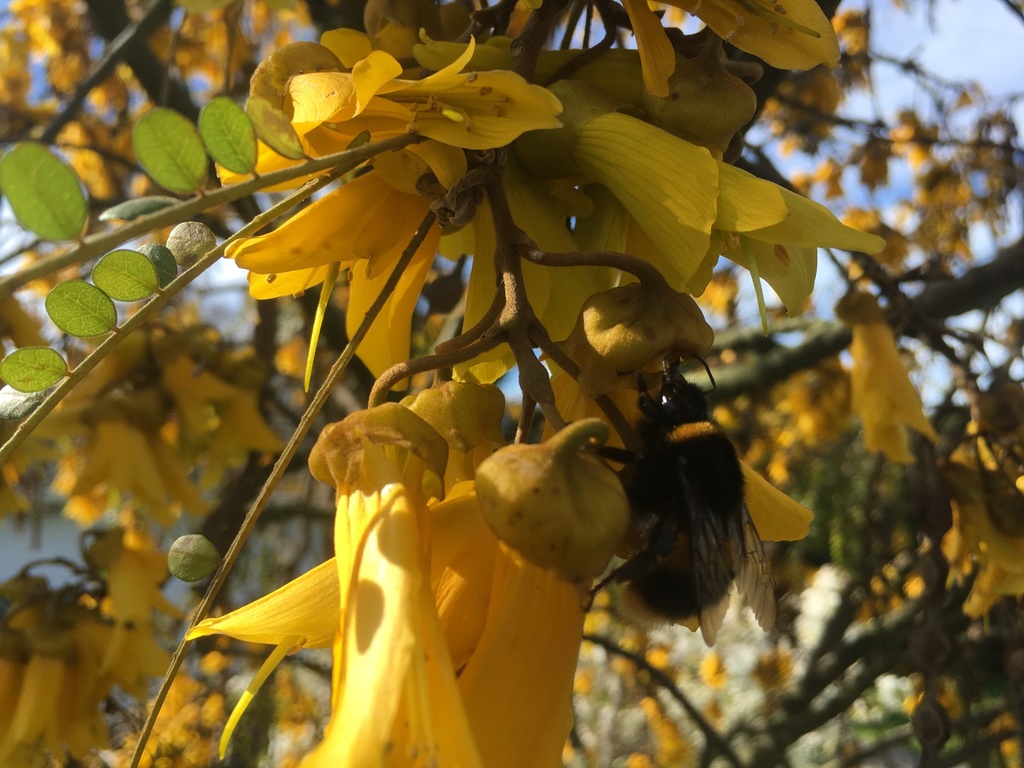 bumblebee visiting kowhai flower