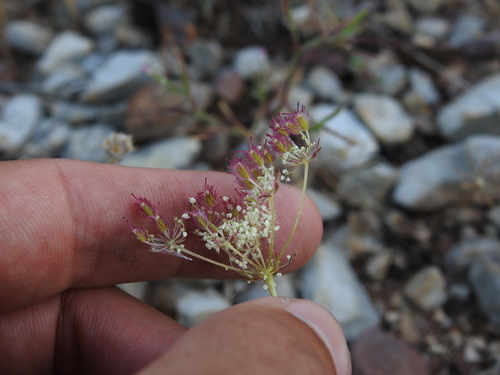 Daucus crinitus (Daucus crinitus)
