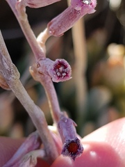 Adromischus umbraticola