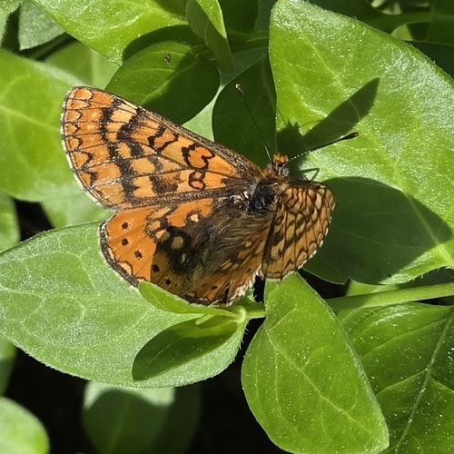Eurodryas aurinia
