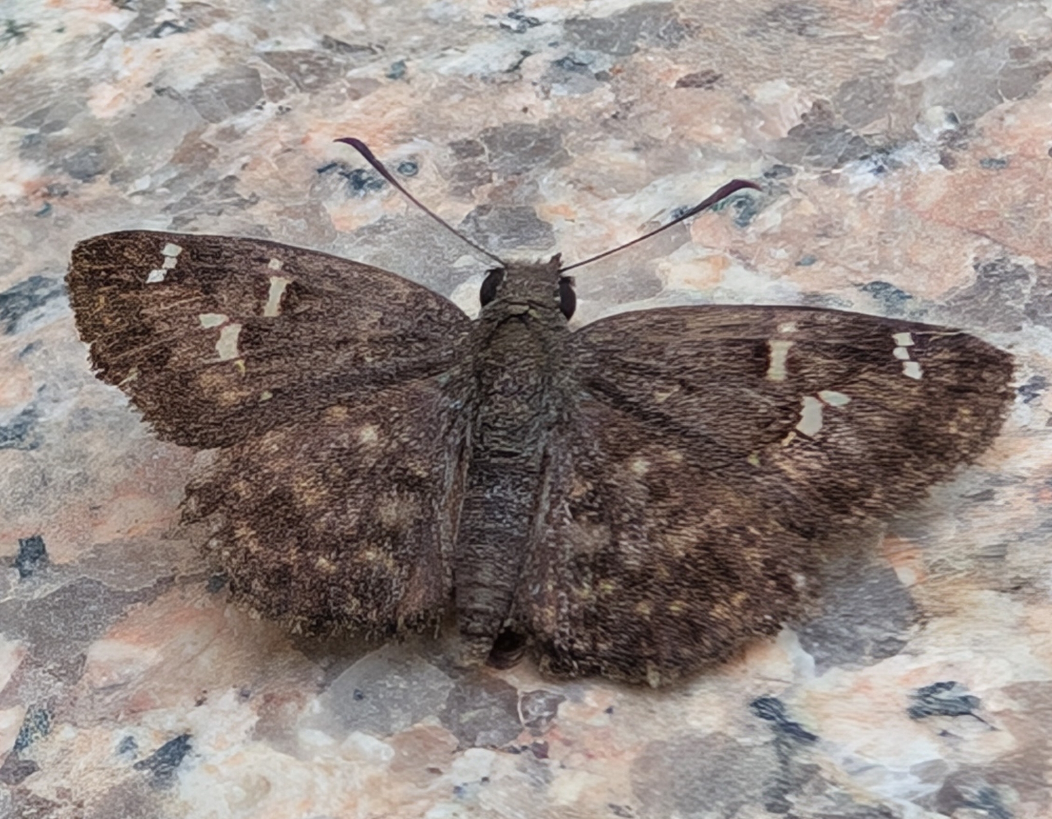 Spotted Small Flat