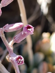 Adromischus umbraticola