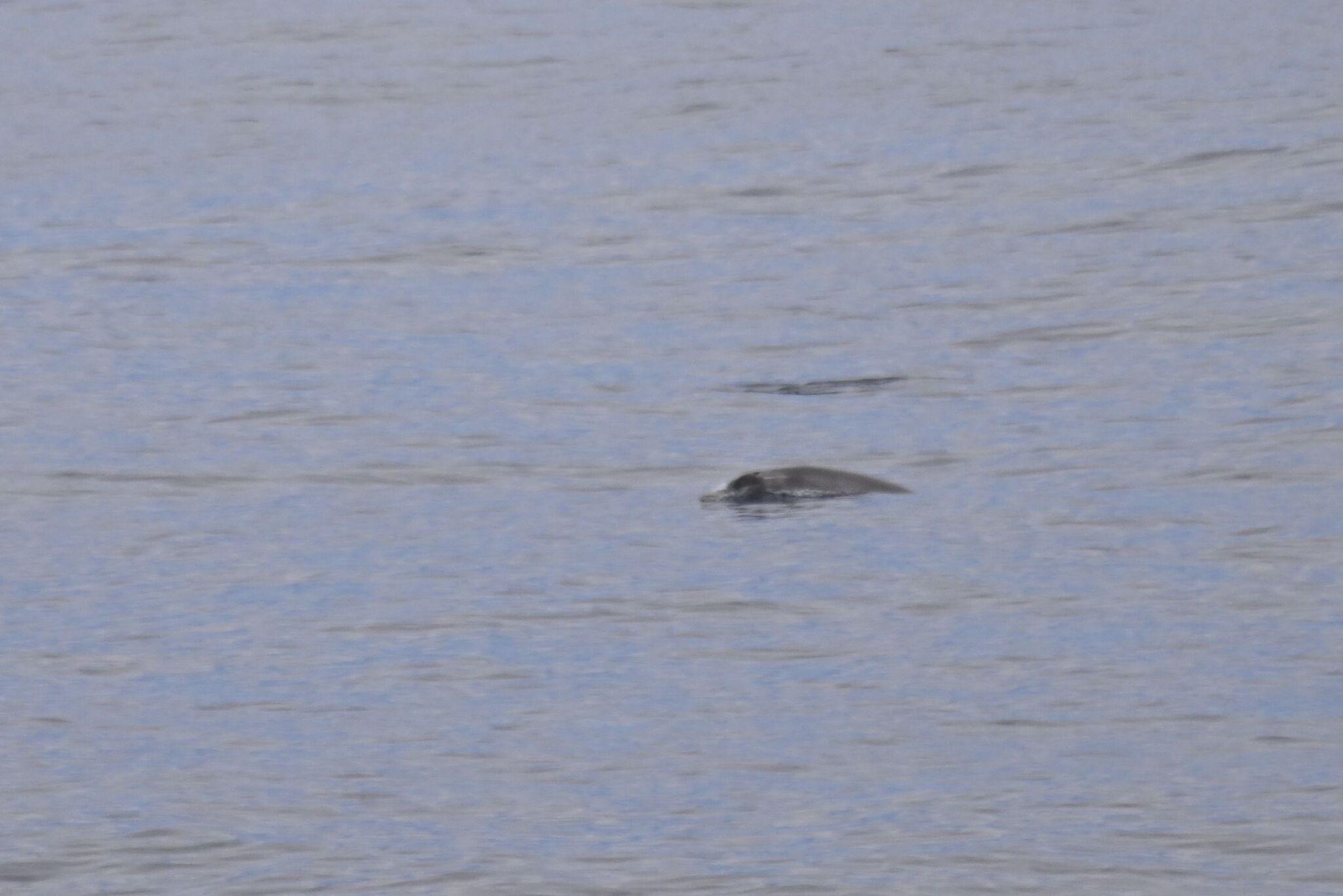 Mesoplodon layardii