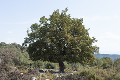 Quercus ithaburensis macrolepis