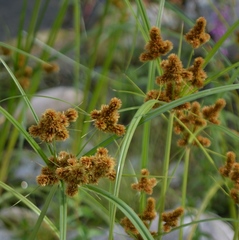 Cyperus glomeratus