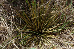 Aciphylla subflabellata