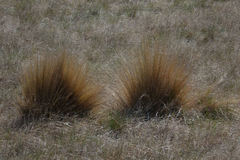 Festuca novae-zelandiae