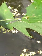 Enallagma geminatum