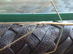 Bacillidae