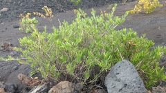 Periploca