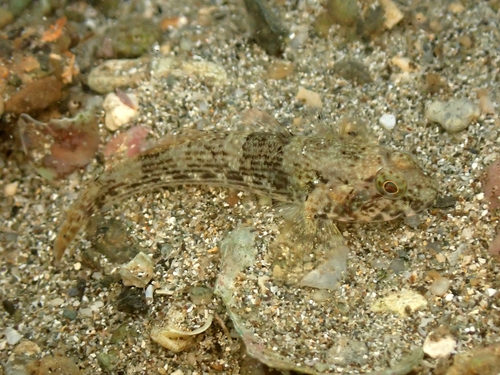 Frayedfin goby (Bathygobius krefftii) — Gobiidae