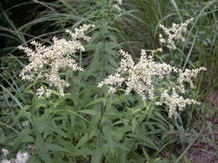 Artemisia anomala