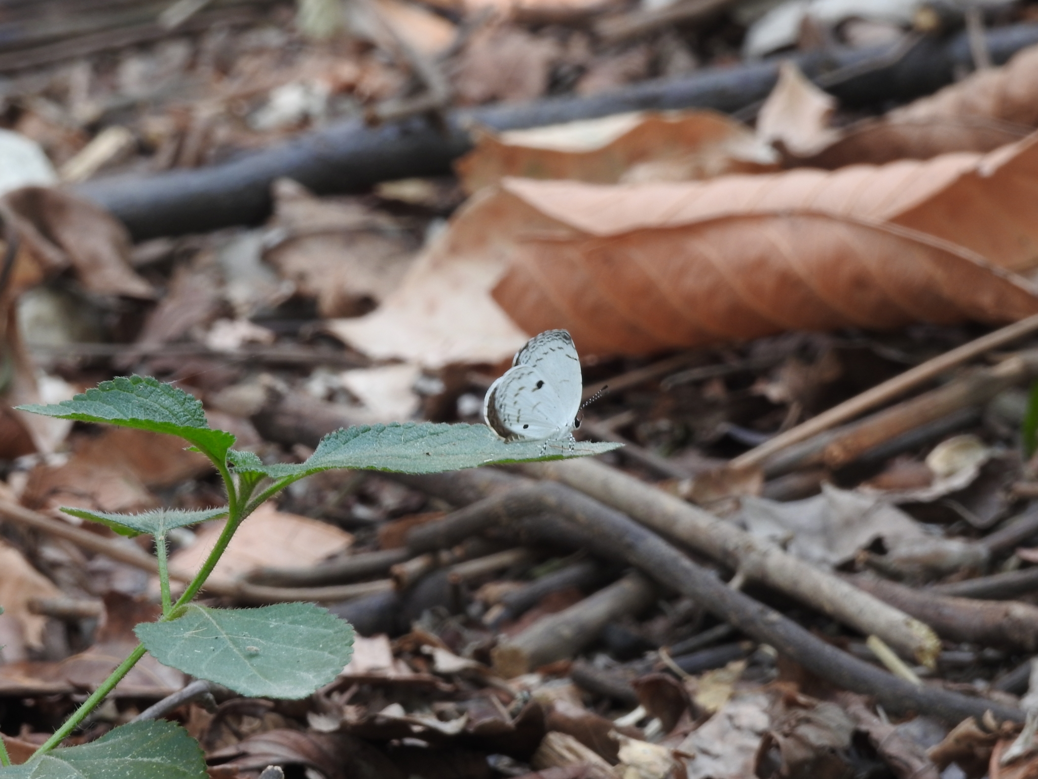 Common Quaker