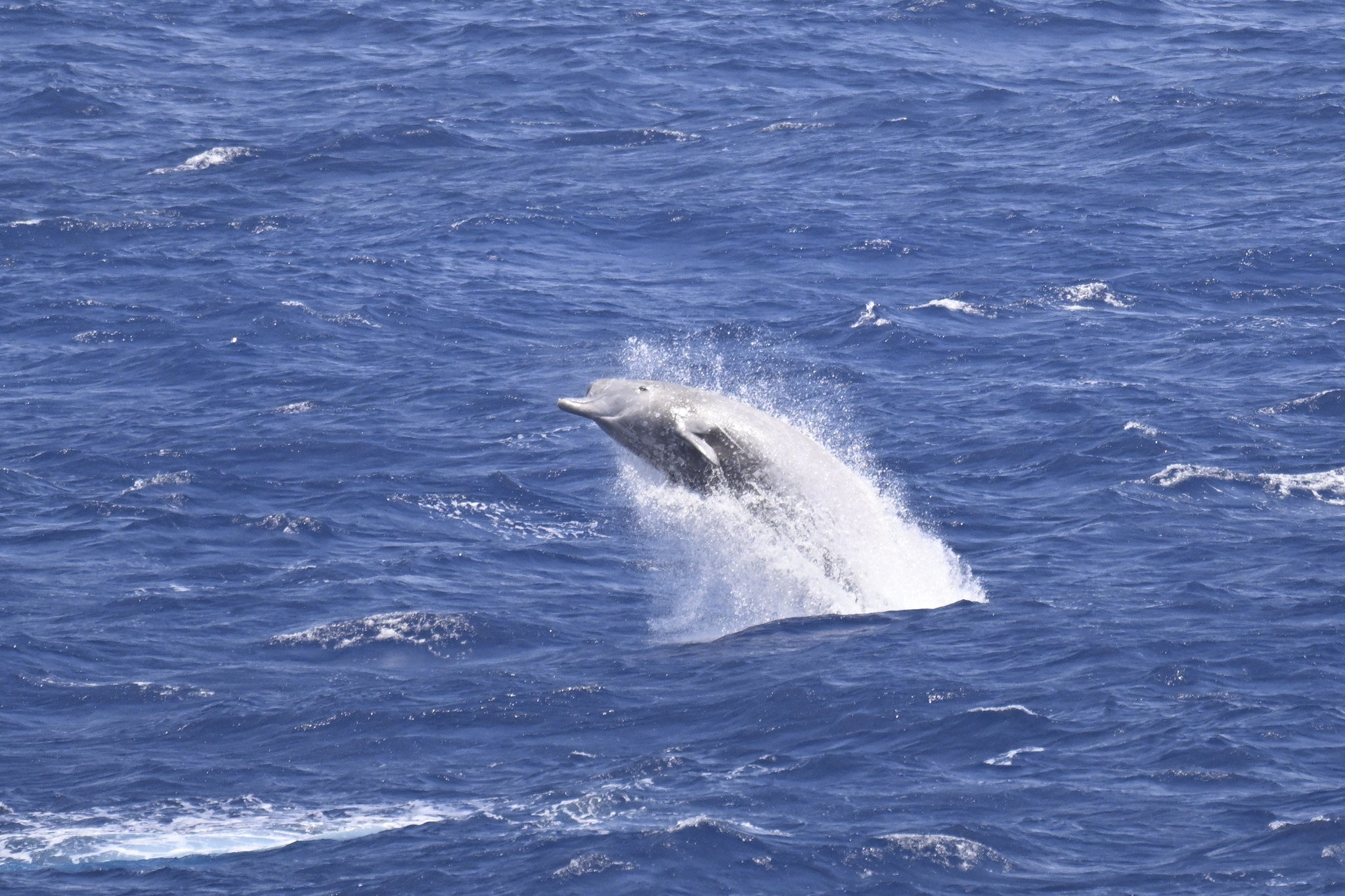 Hyperoodon planifrons