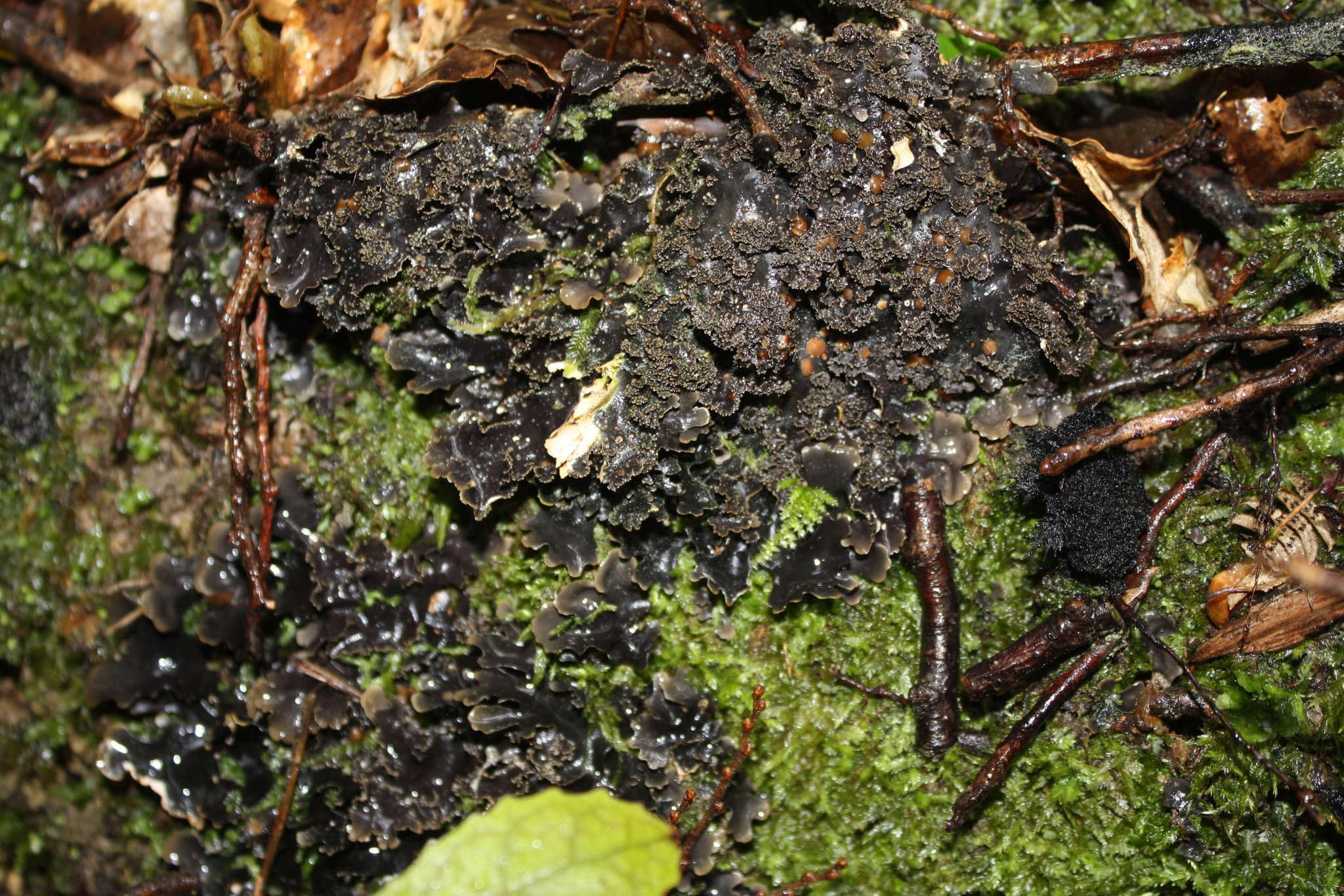 Pseudocyphellaria dissimilis image
