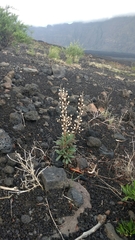 Verbascum cystolithicum