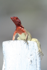 Microlophus delanonis