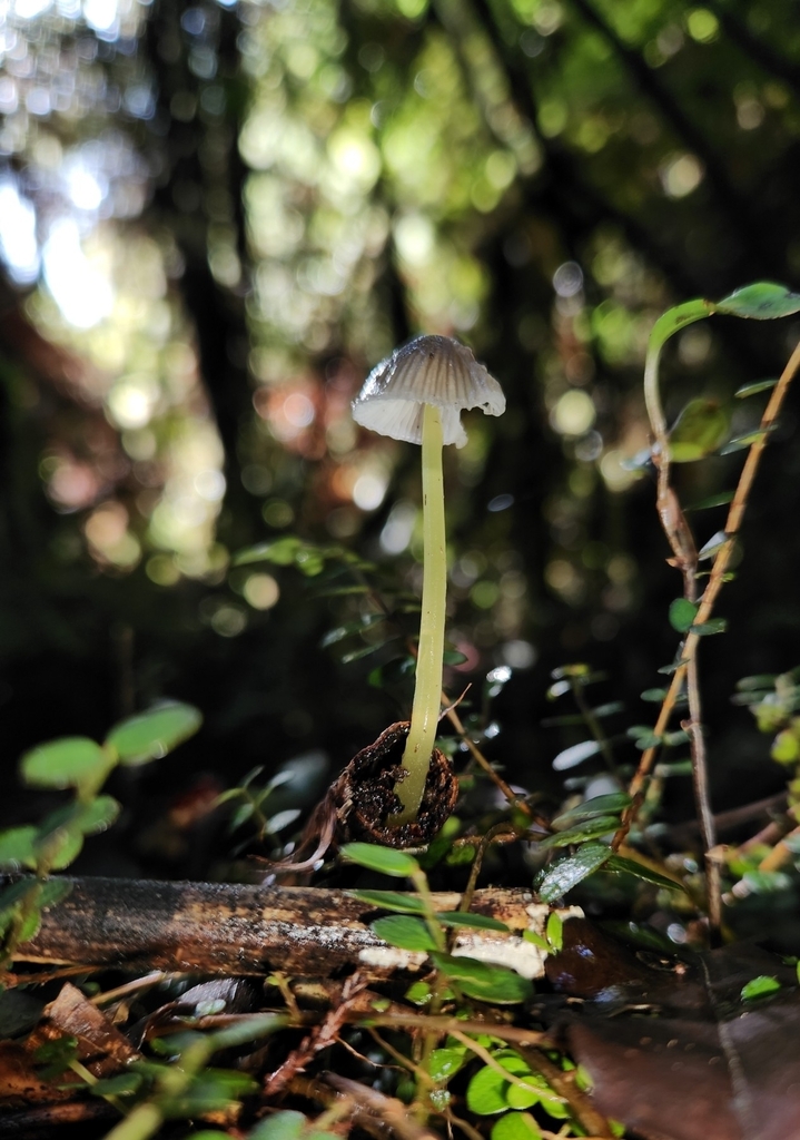 Mycena subviscosa