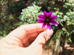 Dahlia australis australis