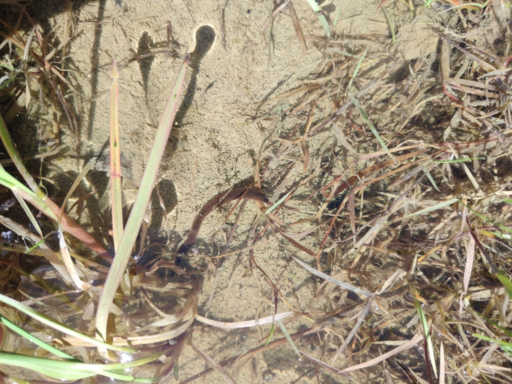 Dina lineata