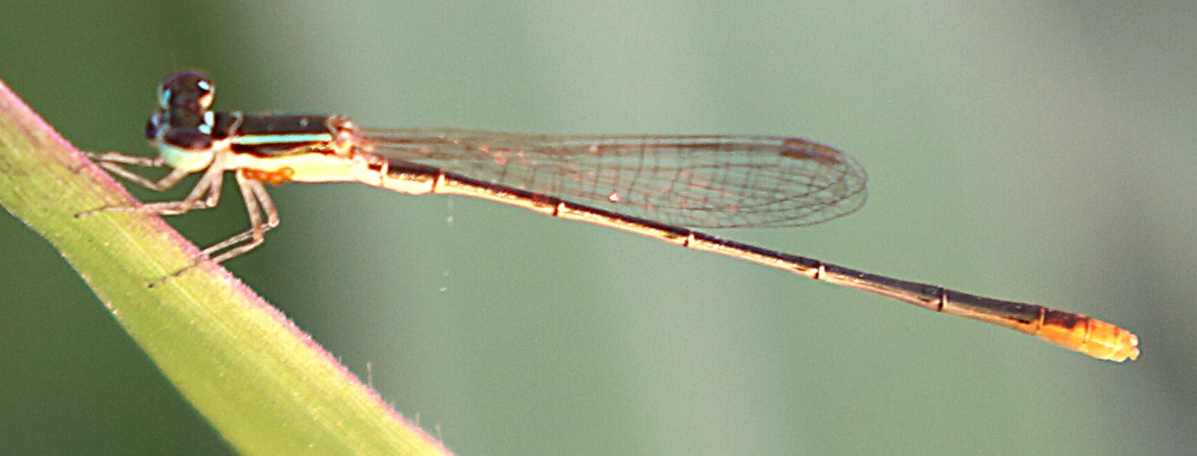 Pygmy Dartlet