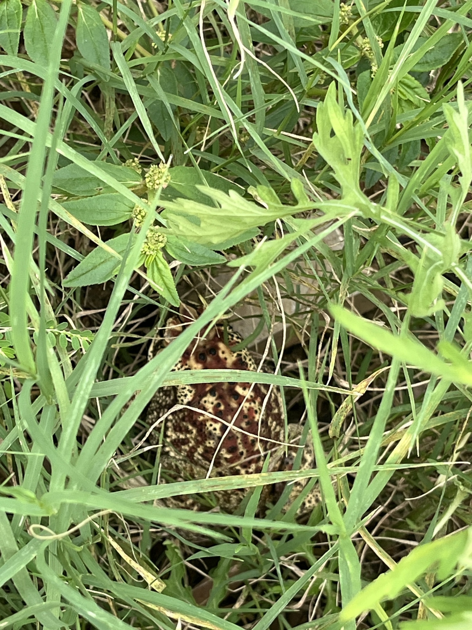 Indian Common True Toad