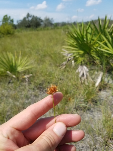 Image of Rhynchospora megaplumosa by (c) Scott Ward, some rights reserved (CC BY)