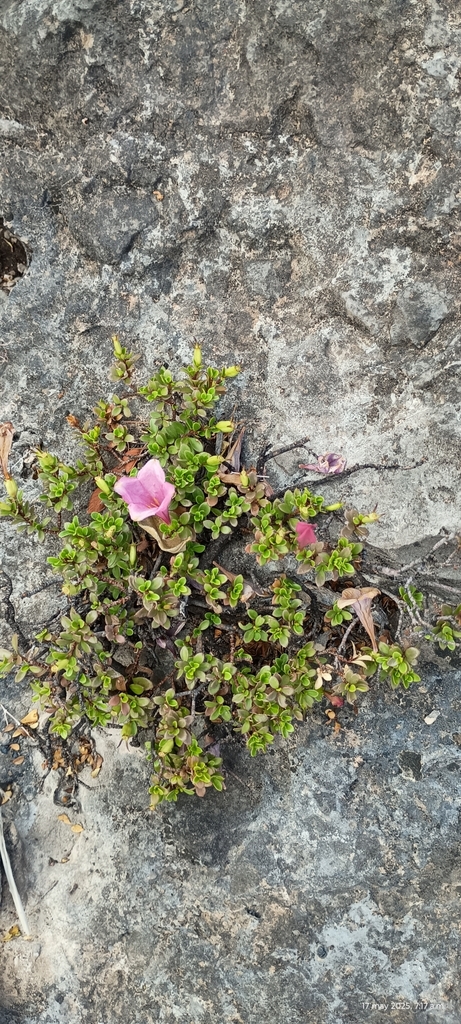 Coutaportla pailensis