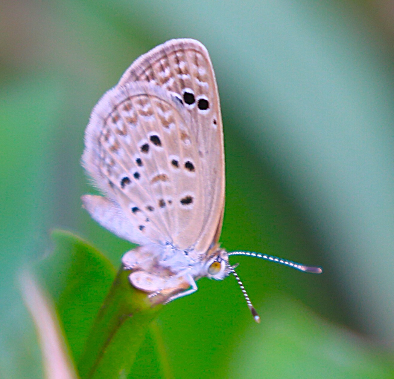 Lesser Grass Blue