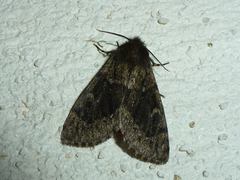 Ocneria atlantica