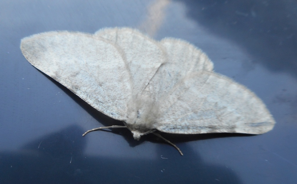 Sciadia zelleraria