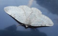 Sciadia zelleraria