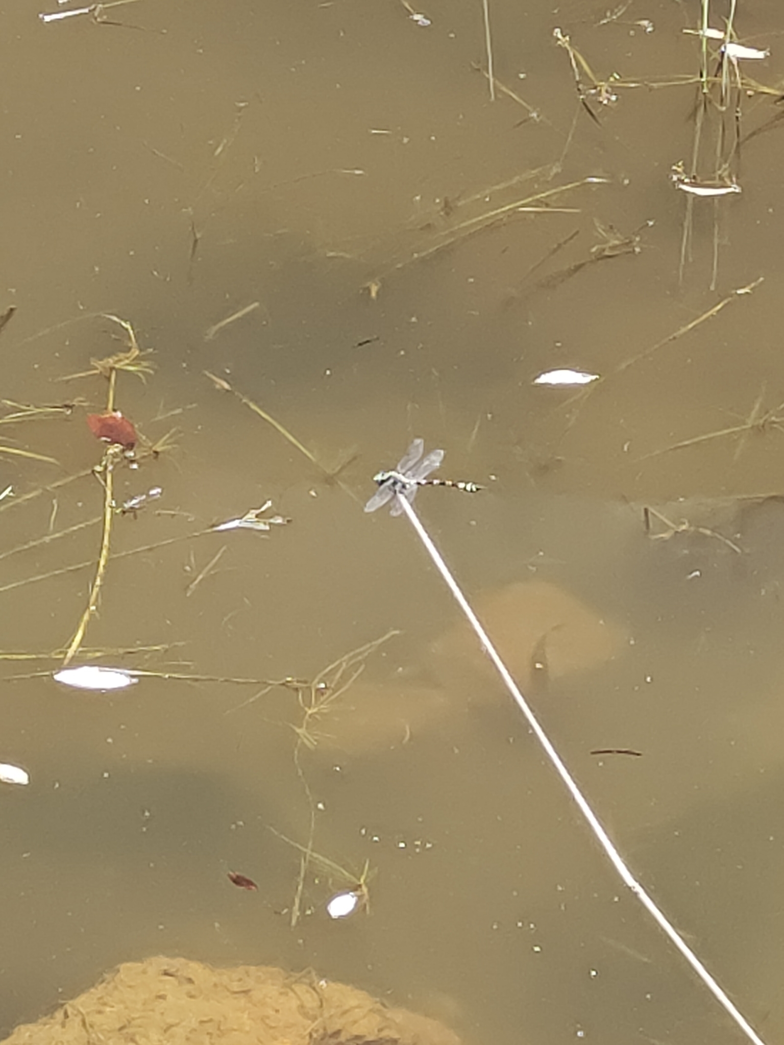Indian Common Clubtail