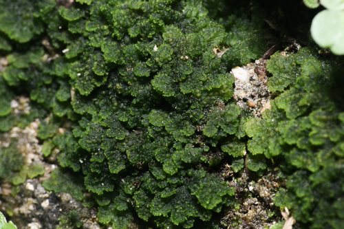 Folioceros glandulosus
