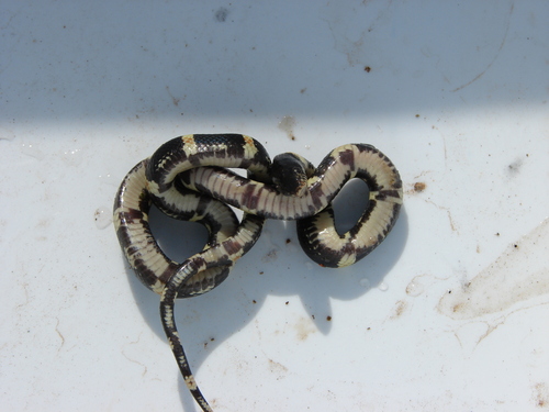 Rhinocheilus antonii