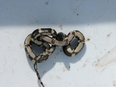 Rhinocheilus antonii