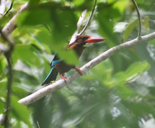 Brown-breasted Kingfisher